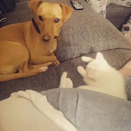 Dog for rehoming