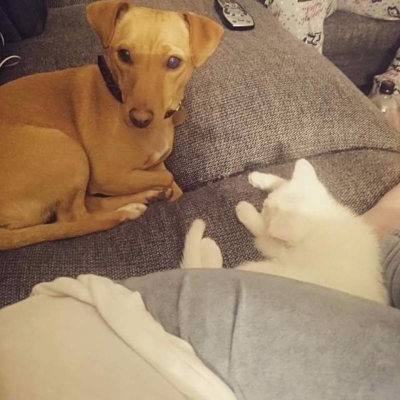 Dog for rehoming