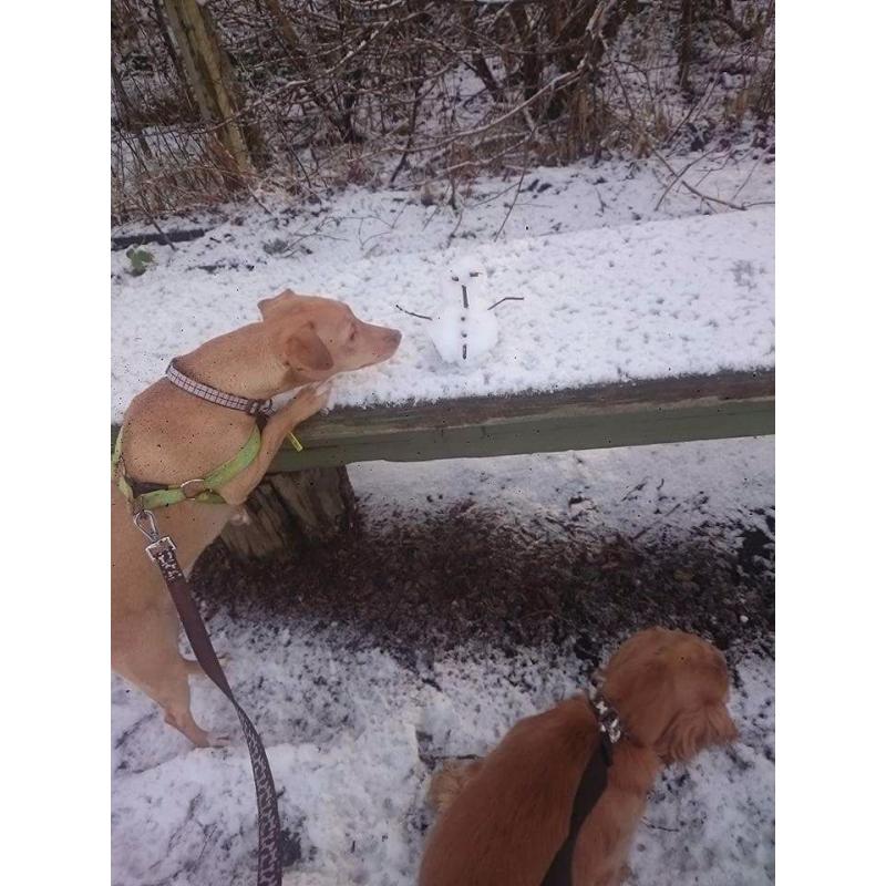 Dog for rehoming