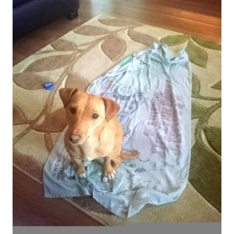 Dog for rehoming