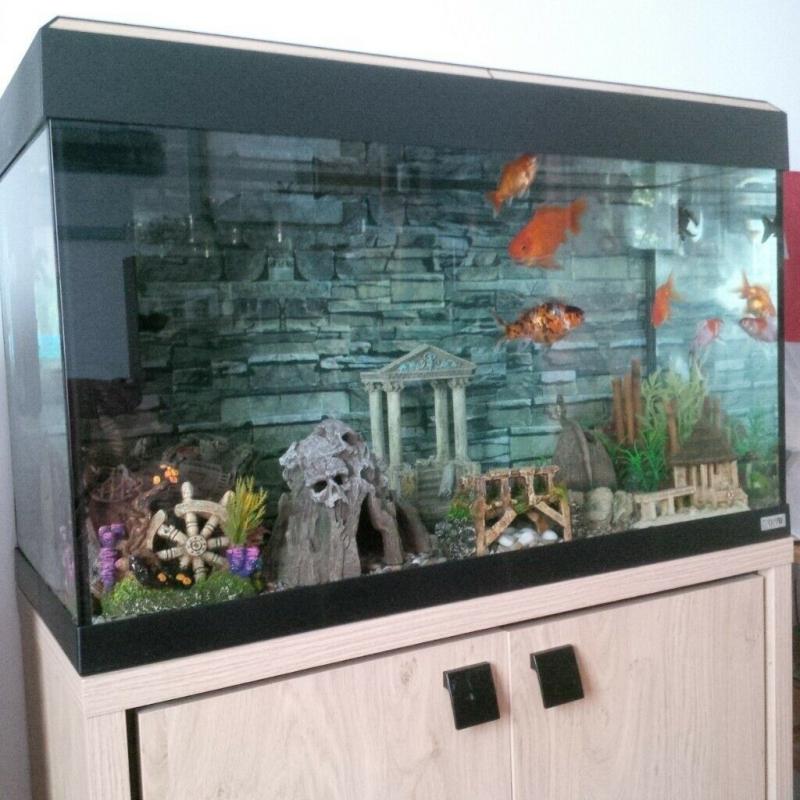 FLUVAL ROMA 125 Aquarium Set and Cabinet plus extra