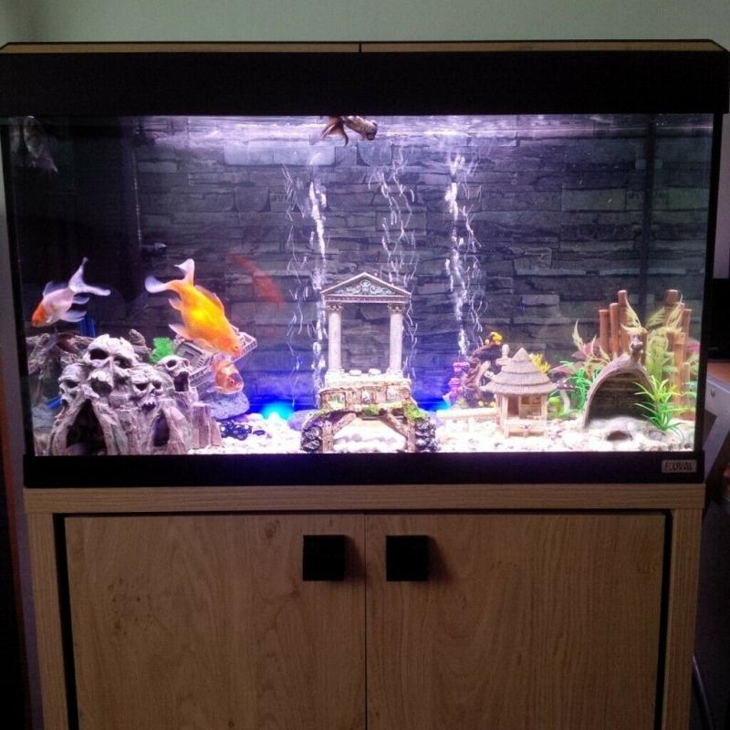 FLUVAL ROMA 125 Aquarium Set and Cabinet plus extra