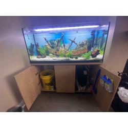 Fluval Roma fish tank