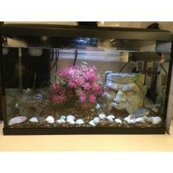 Fish Aquarium with 2 fish