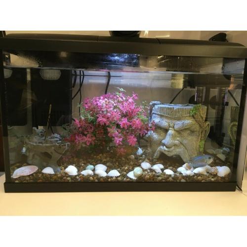 Fish Aquarium with 2 fish