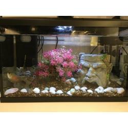 Fish Aquarium with 2 fish
