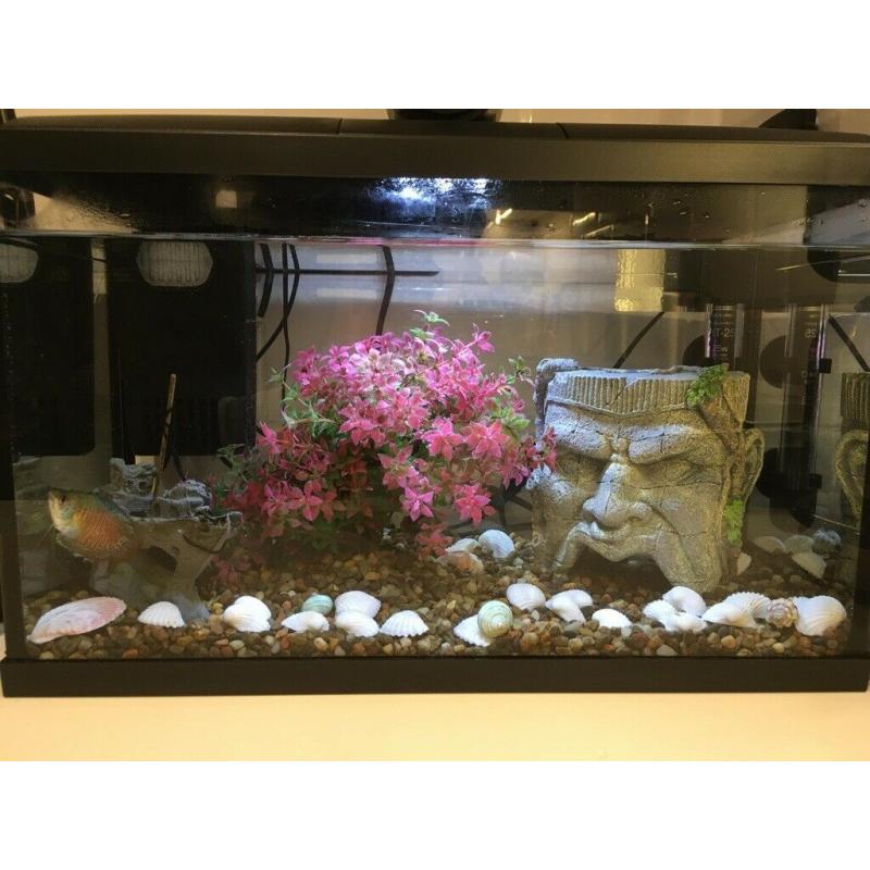 Fish Aquarium with 2 fish