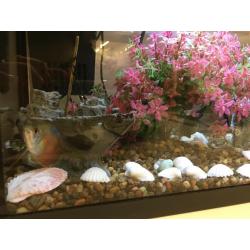 Fish Aquarium with 2 fish