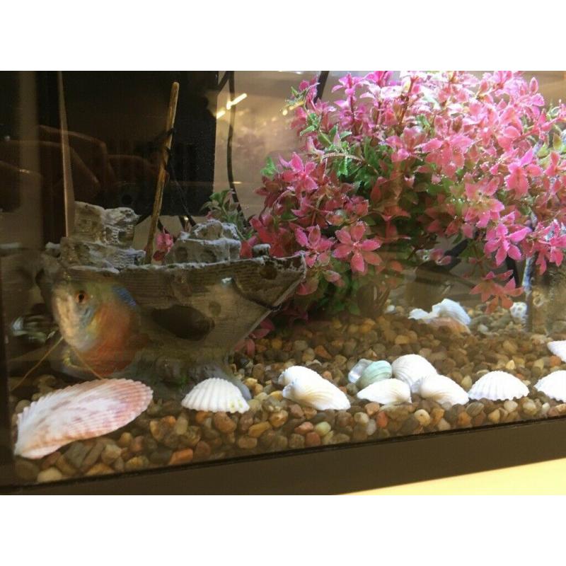 Fish Aquarium with 2 fish
