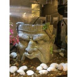 Fish Aquarium with 2 fish