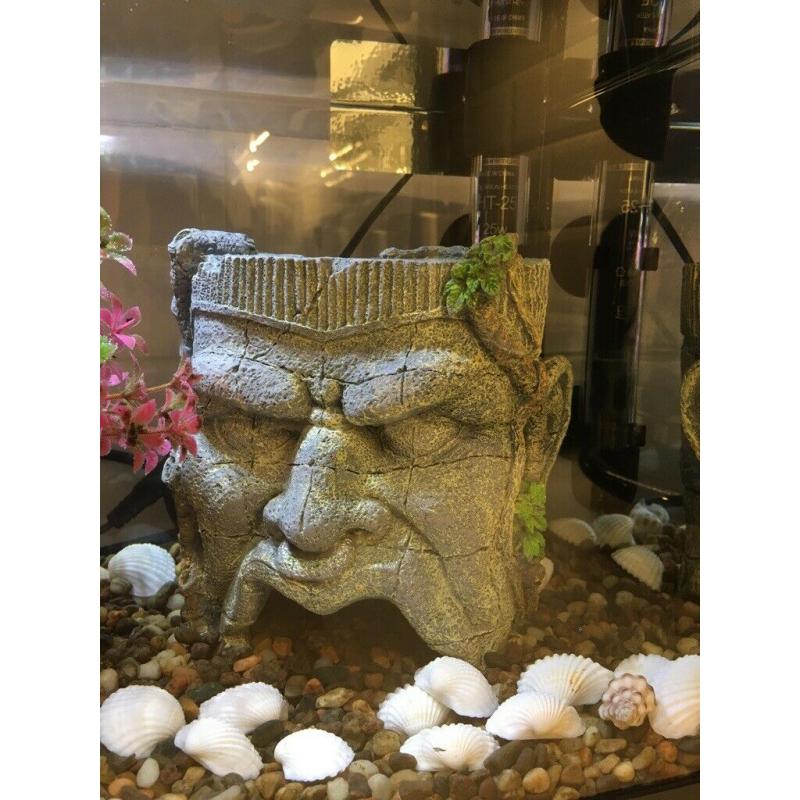 Fish Aquarium with 2 fish