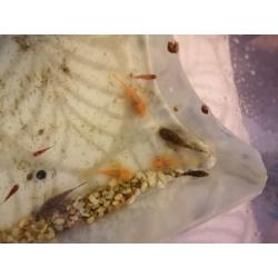 Plecs/fish for sale