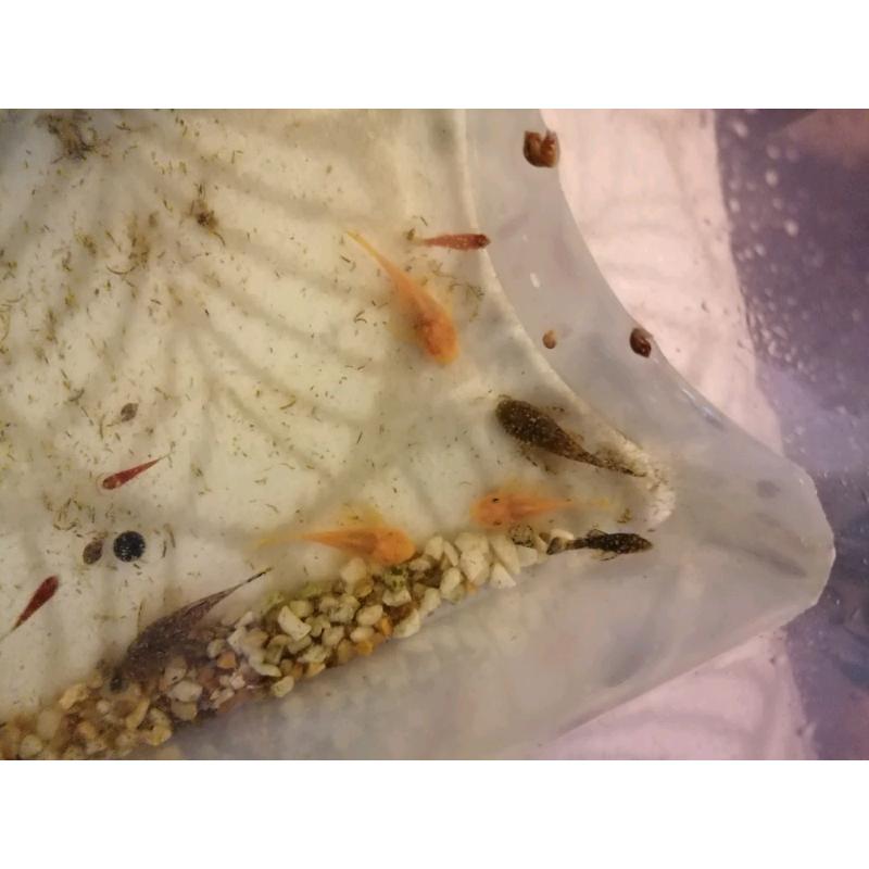 Plecs/fish for sale
