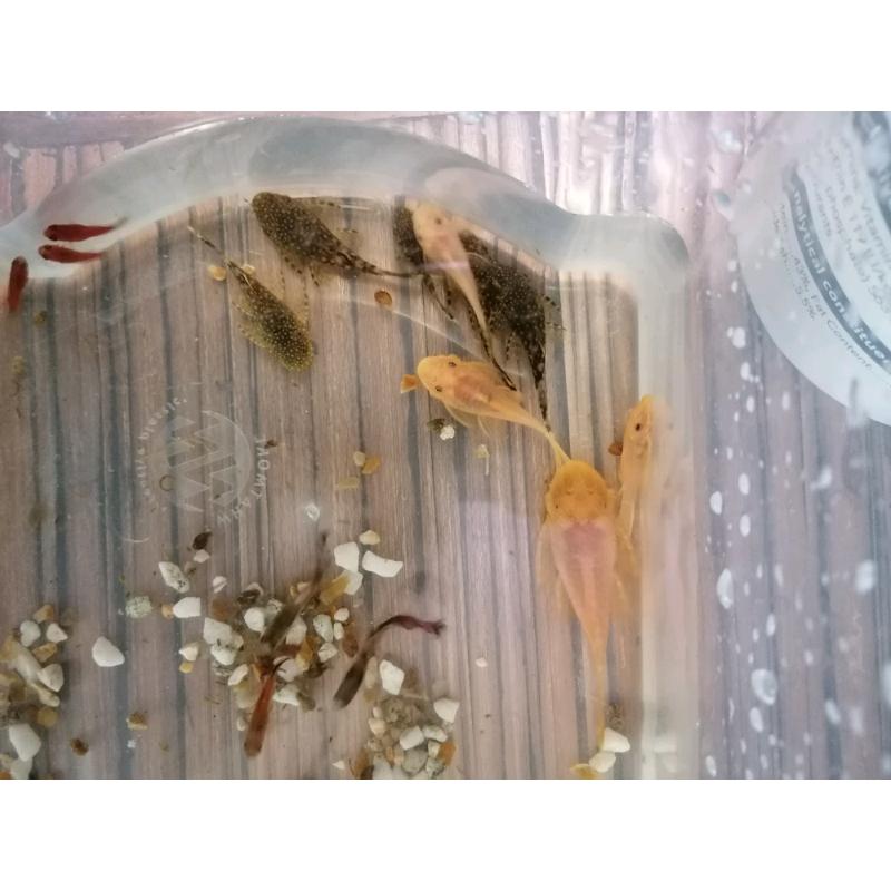 Plecs/fish for sale