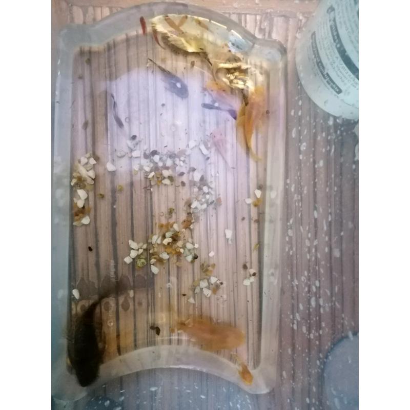 Plecs/fish for sale