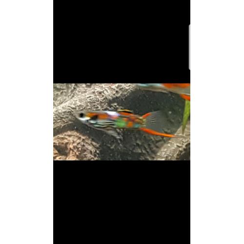 Aquarium fish
