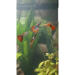 Aquarium fish