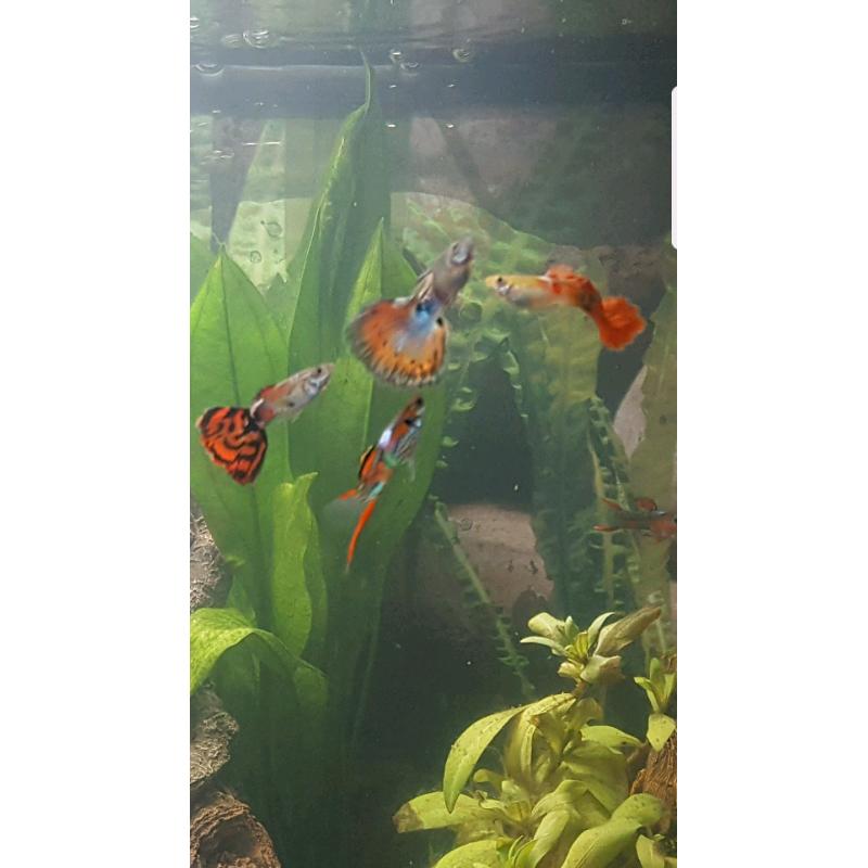 Aquarium fish