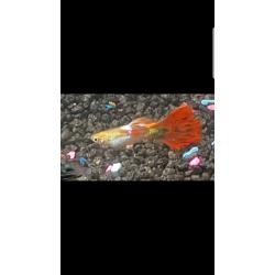 Aquarium fish
