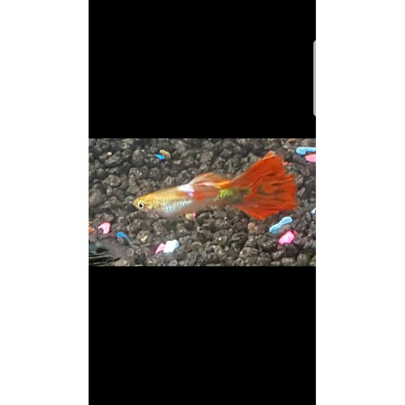 Aquarium fish