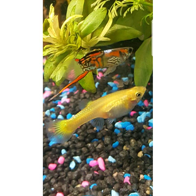 Aquarium fish