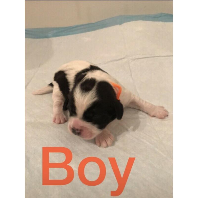 Bishon&shitzu x Cavapoo