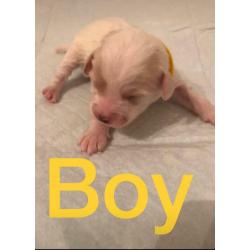 Bishon&shitzu x Cavapoo