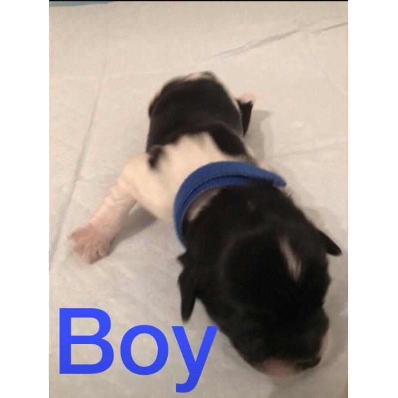 Bishon&shitzu x Cavapoo