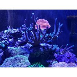 Acropora corals colony