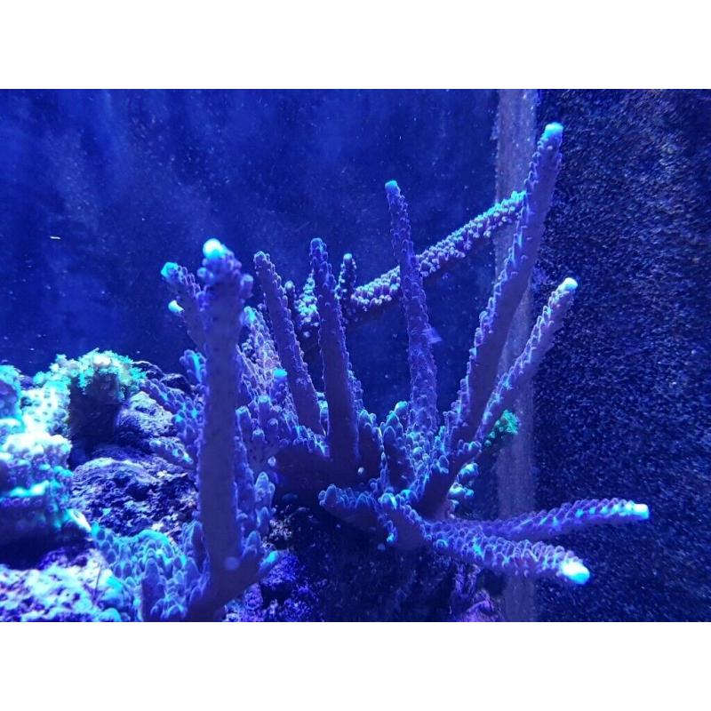 Acropora corals colony