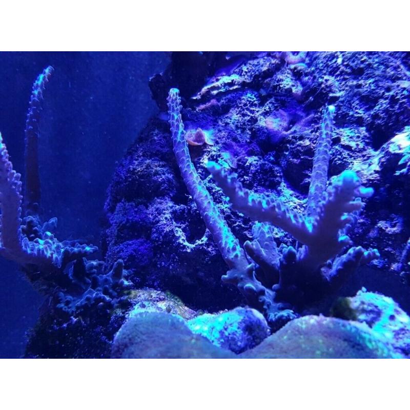 Acropora corals colony