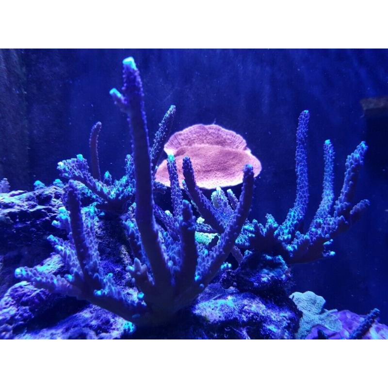 Acropora corals colony