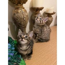 All ARE RESERVED!! Cute adorable male tabby kittens for sale litter trained
