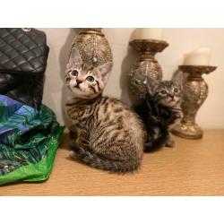 All ARE RESERVED!! Cute adorable male tabby kittens for sale litter trained