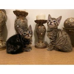 All ARE RESERVED!! Cute adorable male tabby kittens for sale litter trained