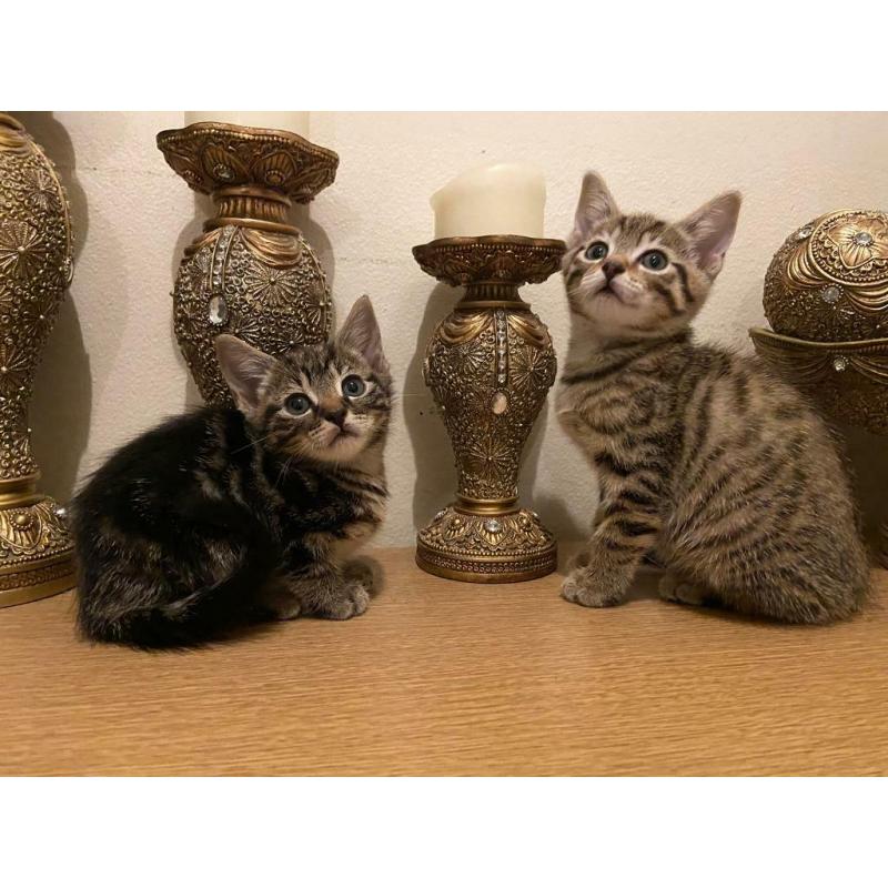 All ARE RESERVED!! Cute adorable male tabby kittens for sale litter trained