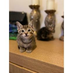 All ARE RESERVED!! Cute adorable male tabby kittens for sale litter trained