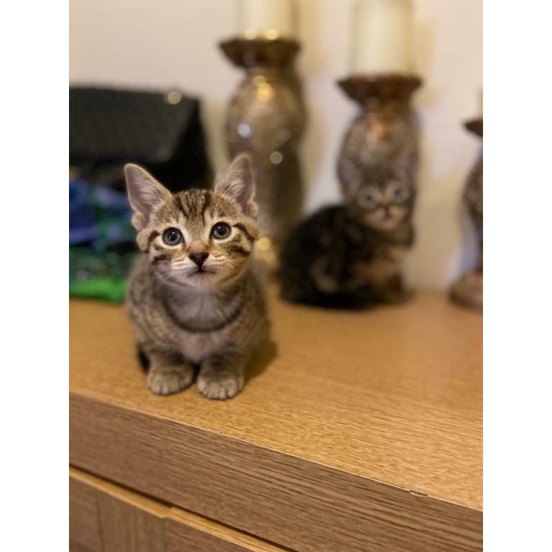 All ARE RESERVED!! Cute adorable male tabby kittens for sale litter trained