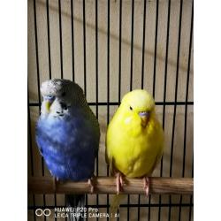 Pair of budgies with cage