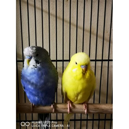 Pair of budgies with cage