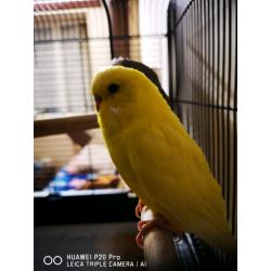 Pair of budgies with cage
