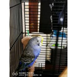 Pair of budgies with cage