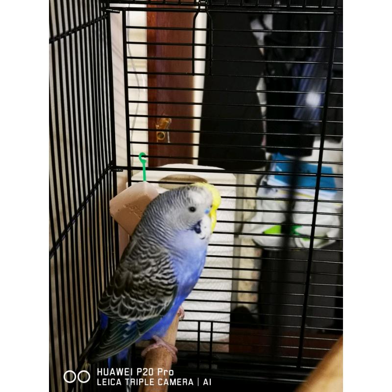 Pair of budgies with cage