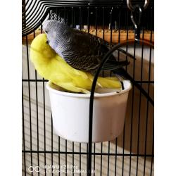 Pair of budgies with cage