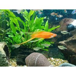 Fish tank 220 ltr with everything.