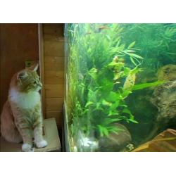 Fish tank 220 ltr with everything.