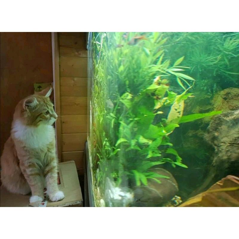 Fish tank 220 ltr with everything.