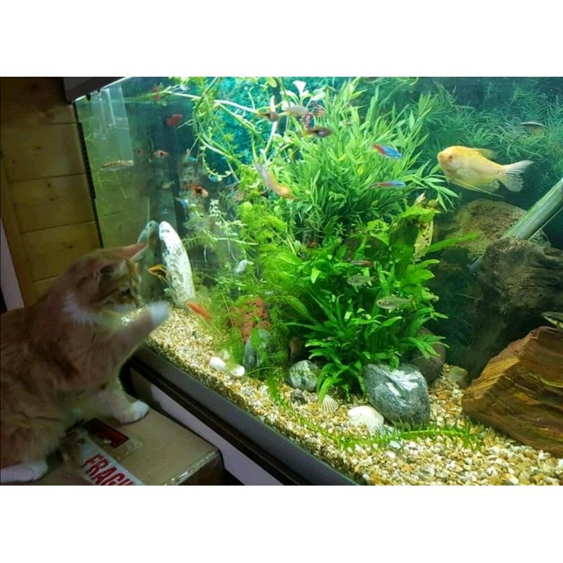 Fish tank 220 ltr with everything.