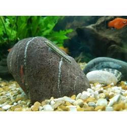Fish tank 220 ltr with everything.
