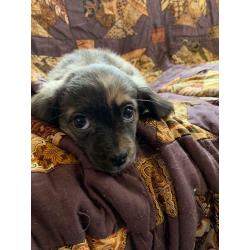 Shitzhu x french bulldog/dachshund puppies